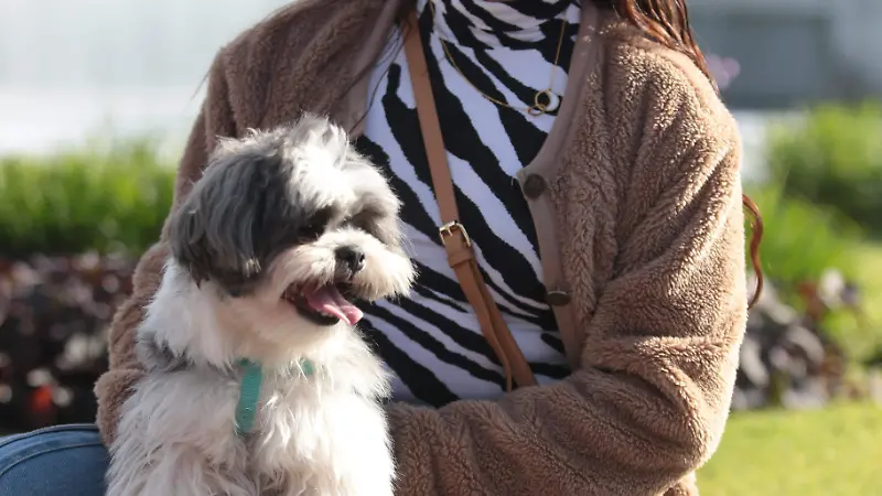 Más de cien perros raza shih tzu se reunieron en la Minerva  (7).JPG